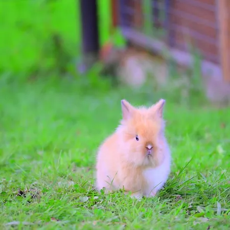 Villa Brezova Poljana *